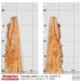 Live Edge Figured Maple Slab 37.5”L x 8.5”W x 1.5” Thick 