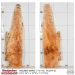 Live Edge Figured Maple Slab 42”L x 10”W x 1.5” Thick 